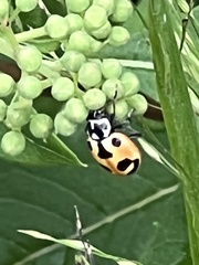 Hippodamia parenthesis