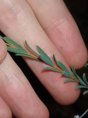 Pimelea