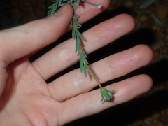 Pimelea