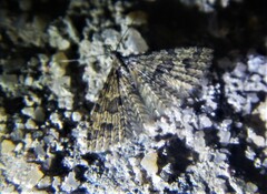 Alucita hexadactyla