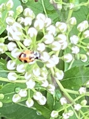 Hippodamia parenthesis