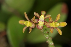 Pomatocalpa diffusum