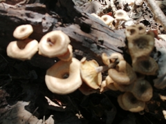 Lentinus tigrinus