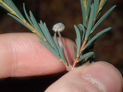 Pimelea