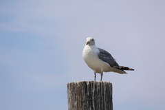 Larus argentatus