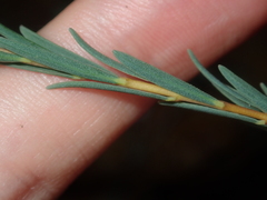 Pimelea