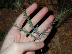 Pimelea