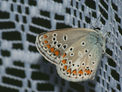 Aricia artaxerxes