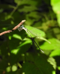 Lestes