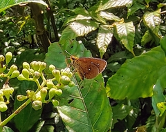 Iambrix salsala salsala