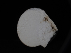 Calvatia
