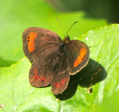 Erebia pronoe