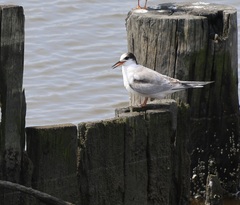 Sterna hirundo