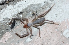 Ammotrechidae