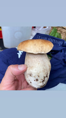 Boletus edulis