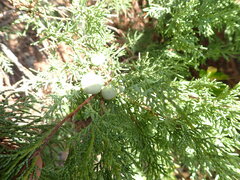 Juniperus excelsa