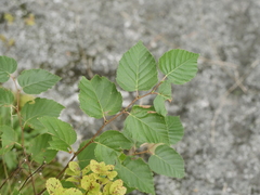 Betula cordifolia