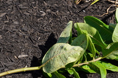 Aphis