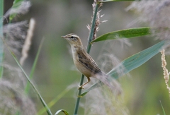 Acrocephalus schoenobaenus