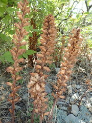 Orobanche laxissima