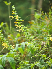 Salvia glutinosa
