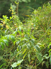 Salvia glutinosa