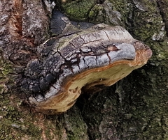 Phellinus pomaceus