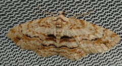 Didymoctenia exsuperata