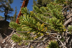 Pinus balfouriana