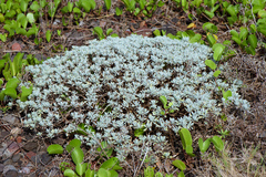 Crossostephium chinense