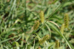 Setaria pumila