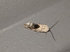 Ponometia erastrioides