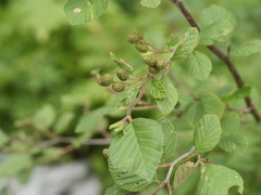 Alnus alnobetula