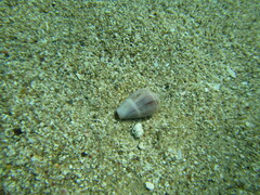 Conus ventricosus