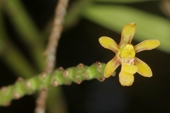 Pomatocalpa diffusum