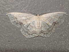 Scopula limboundata