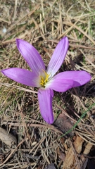 Colchicum montanum