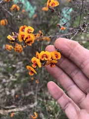 Fabaceae