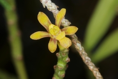 Pomatocalpa diffusum