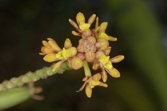 Pomatocalpa diffusum