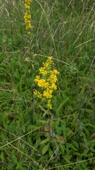 Solidago puberula