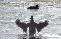 Malacorhynchus membranaceus