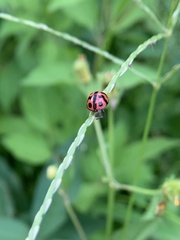 Cheilomenes sexmaculata