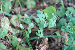 Oxalis dillenii