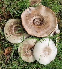 Agaricus xanthodermus