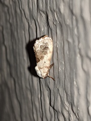 Ponometia erastrioides