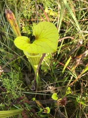 Sarracenia flava