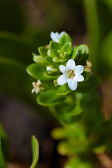 Lysimachia mauritiana