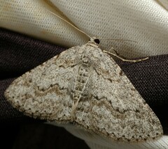 Psilosticha absorpta