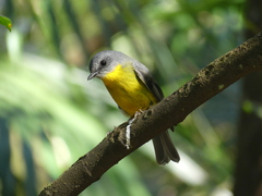 Eopsaltria australis